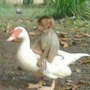 Meet your Posher, Jesus